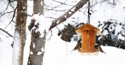 Орнитологи: если начали кормить птиц зимой, делайте это до последнего снега
