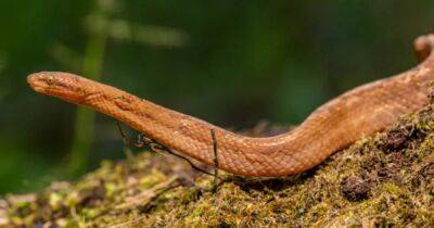 Маленькая змея с большой тайной. В Эквадоре нашли удава, хранящего тайну 150 миллионов лет