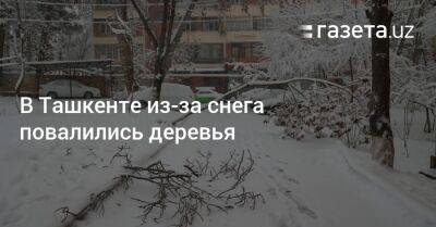 В Ташкенте из-за снега повалились деревья и сломались навесы
