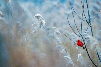 Мороз - Сьогодні в Україні очікується строката погода та сніг - lenta.ua - Украина