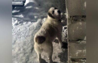 Жители Бежецка жалуются на крупную собаку, которая бросается на животных и людей