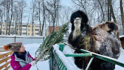 Чебоксарский зооуголок объявляет акцию по сбору живых новогодних елей