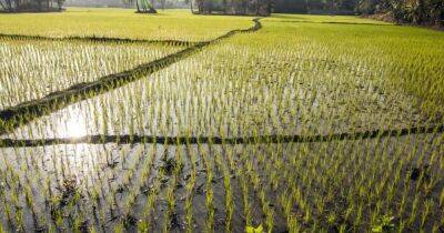 Клонирование растений. Ученые узнали, как вырастить клон риса на 95% похожим на настоящий