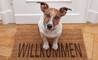 Реестр домашних животных зарегистрировал в Гессене сотни собак, сбежавших в новогоднюю ночь