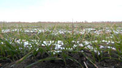 Как морозы без снега влияют на будущий урожай, рассказал харьковский агроном