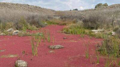 Редчайшее явление: водоем в Израиле окрасился в красный цвет