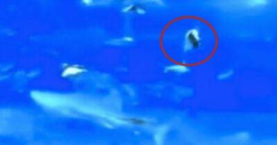 "Сэппуку" в океанариуме: в Японии тунец "совершил самоубийство", устав от вспышек камер (фото, видео)