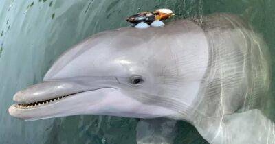 Глохнут от гула. Дельфины кричат, чтобы услышать друг друга в чрезмерно шумном океане