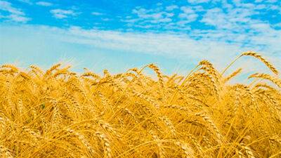 Аграрії зібрали вже понад 50 мільйонів тонн врожаю, – Мінагрополітики - bin.ua - Украина