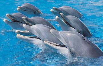Ученые: Дельфины кричат друг другу при выполнении совместной задачи