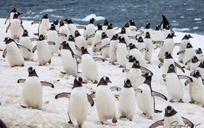 Возле украинской антарктической станции массово селятся пингвины