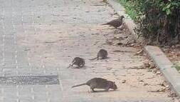 Нашествие крыс в Бат-Яме: родители боятся за детей