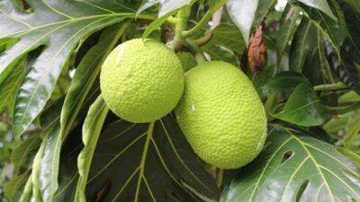 Новая пища: плоды хлебного дерева. Как (и зачем) их едят - vesty.co.il - Англия - Израиль - Сент Винсент и Гренадины