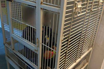 Маленького ребенка держали в железной клетке в одной из хайфских квартир