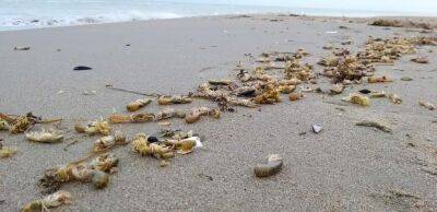 На одесское побережье вынесло морских кротов – кто это? | Новости Одессы
