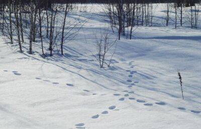 В Тверской области численность зверей оценят по следам на снегу