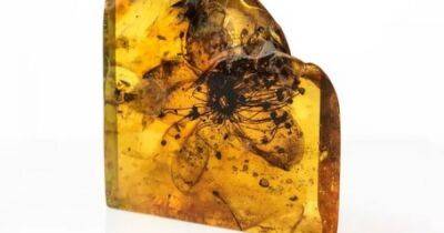 Ученые раскрыли тайну самого большого цветка в янтаре возрастом в почти 40 млн лет (фото)