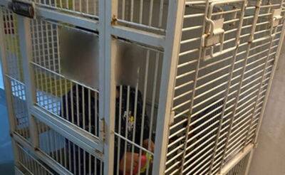 Мать запертого в железной клетке ребенка останется в тюрьме