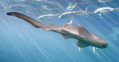 Амазонки подводного мира. Непорочное рождение акул в аквариуме Шедда сбивает с толку биологов
