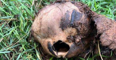 С клювом и идеально ровной дырой в черепе. В Великобритании нашли мертвого "инопланетянина" (фото) - focus.ua - Украина - Англия - Великобритания