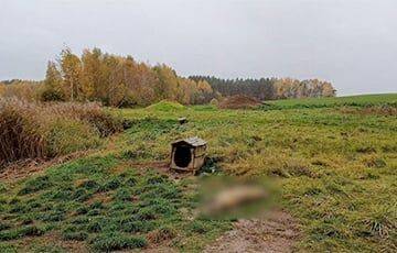 Под Щучином охотник из-за обиды застрелил двух собак егеря - charter97.org - Белоруссия - район Щучинский