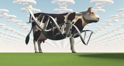 ЕЭК определила требования к генетическому материалу крупного и мелкого рогатого скота