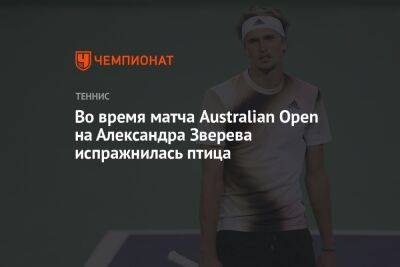 Во время матча Australian Open на Александра Зверева испражнилась птица