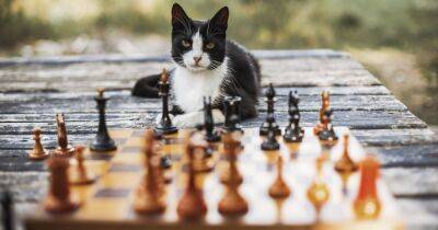 Братья по разуму: ученые определили самые умные породы кошек - focus.ua - Украина - Англия