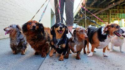 Увеличить налог на собак до 7000 шекелей: стала известна судьба скандального законопроекта