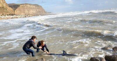 В Англии женщины спасли дельфина, выбросившегося на берег Ла-Манша (фото)