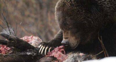 В Украине проснулись медведи. Будьте бдительны! Как избежать встречи
