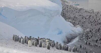 Затерянная Антарктида. Ученые обнаружили новую колонию императорских пингвинов из космоса (фото)