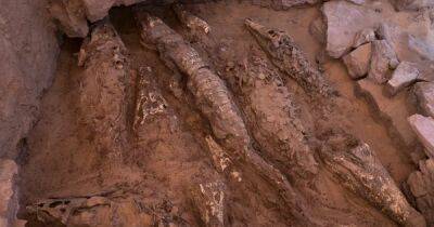 Подношение хищным богам. В одной из египетских гробниц найдены мумии гигантских крокодилов - focus.ua - Украина - Египет