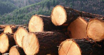 Продажа леса: как теперь работает биржа древесины
