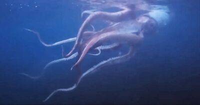 Гигантское чудище. У берегов Японии засняли огромного кальмара, медитирующего в воде (видео)