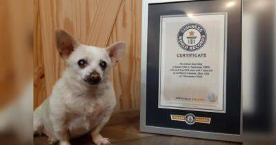 Брошенную на произвол чихуахуа Книга рекордов назвала самой старой собакой в мире (фото) - focus.ua - Украина - шт. Огайо
