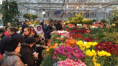 Тысячи тюльпанов расцветут к 11 февраля в "Аптекарском огороде"