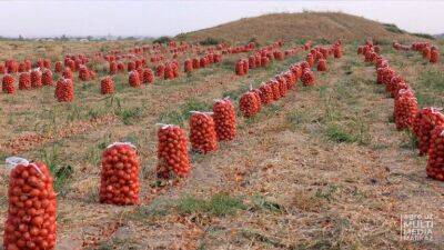 В Минсельхозе заявили, что Узбекистану не грозит дефицит лука, в стране введен четырехмесячной запрет на экспорт этой продукции