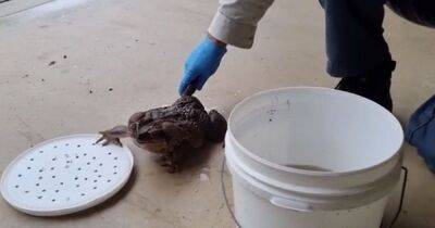 Назвали "Тоадзиллой": в Австралии ученые нашли и усыпили крупнейшую в мире жабу (фото)