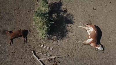 На аргентинских ранчо коровы гибнут из-за засухи
