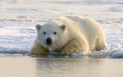 На Аляске белый медведь разорвал маму с ребенком