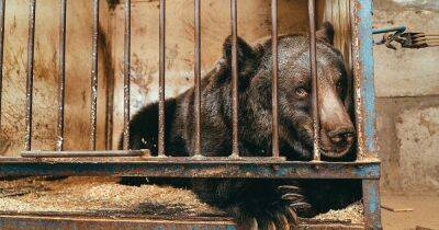 12 лет в клетке: "самая одинокая в мире медведица" прожила на свободе несколько недель - focus.ua - Австрия - Украина - Швейцария - Германия - Польша