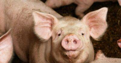 Разъяренная свинья убила мясника на скотобойне в Гонконге