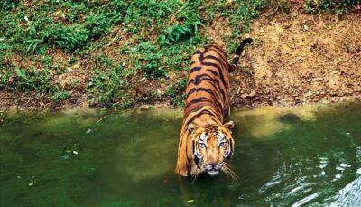 Отдыхающих в Таиланде призывают остерегаться тигра