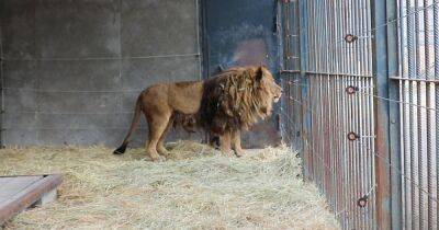 Онемевшего льва из частного зоопарка российского олигарха спасают британцы (фото)