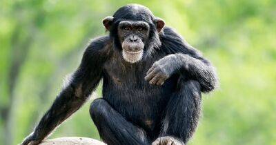 Переходный возраст. Ученые считают, что шимпанзе-подростки бунтуют также, как и люди
