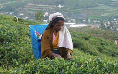 В Шри-Ланке на 16% снизилось производство чая - korrespondent - Россия - Китай - Украина - Индия - Шри Ланка