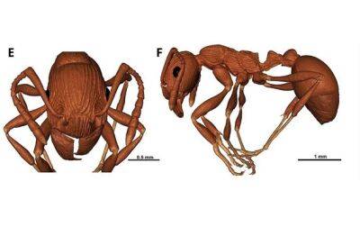 В кусочке янтаря нашли останки самого древнего муравья - korrespondent.net - Россия - Украина - Санкт-Петербург - Япония - Калининград