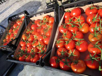 Россельхознадзор снова нашел вредителей в томатах из Туркменистана