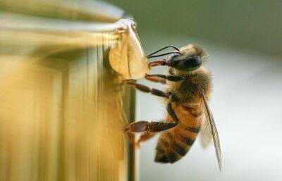 У пчел с пасеки в Рамешковском районе нашли опасную болезнь